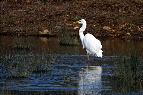 Grande Aigrette Ardea Alba Great Egret La Grande Aigrett Flickr