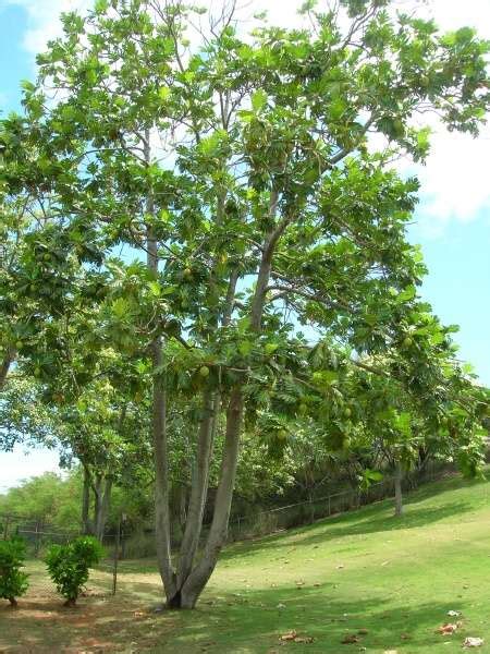 árbol Del Pan 41 Spanish Common Name Artocarpus Altilis