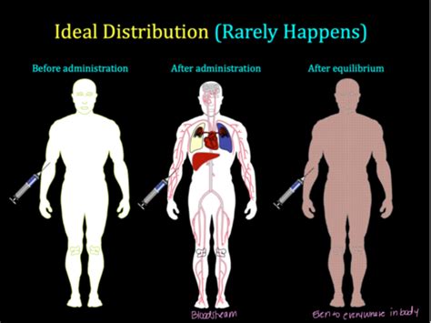 Pharmacokinetics ADmE Flashcards Quizlet