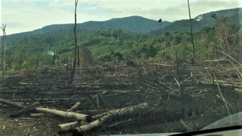 2 Orang Ditetapkan Tersangka Dalam Kasus Pembalakan Liar Di Kapuas Hulu