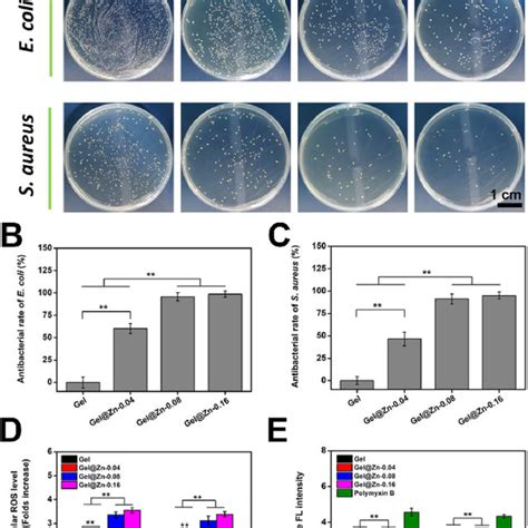 A Photographs Of E Coli And S Aureus Colonies After Culturing With