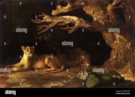 Lioness, Lion in Cave Stock Photo - Alamy