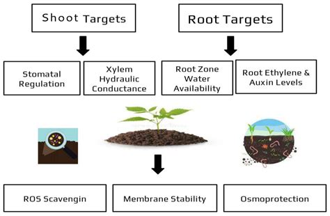 Survey Of The Influences Of Microbial Biostimulants On Horticultural