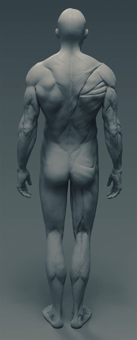 Artstation Ecorché Anatomy Male Reference Model 3d Print Ready