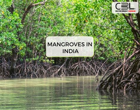 Mangroves in India - Current Affairs for UPSC