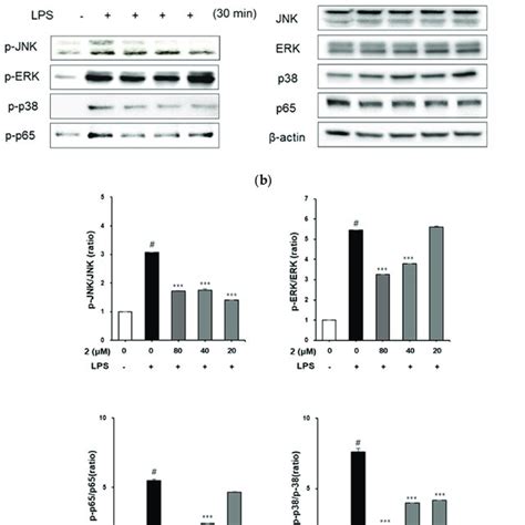 Inhibitory Effects Of Coumarin Derivative On Lps Induced