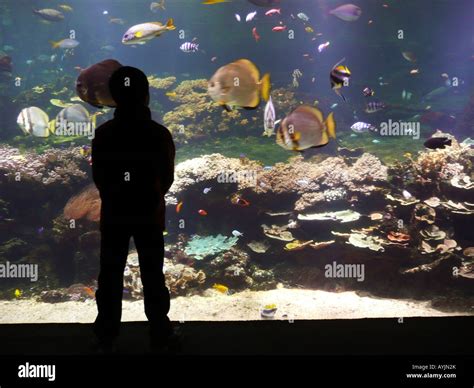 Nausicaa Aquarium National Sea Center Boulogne Sur Mer Pas De Calais