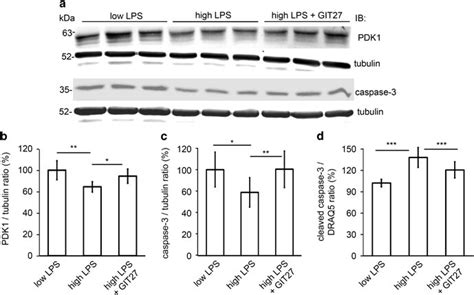 Inhibition Of The Tlr Pathway Prevents Downregulation Of Pdk1 And Download Scientific Diagram