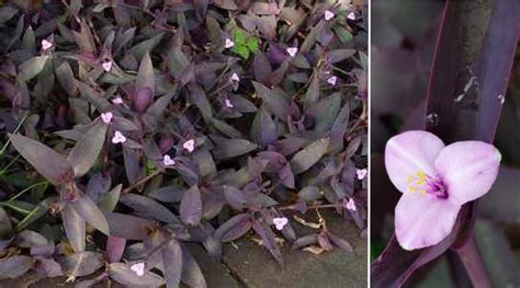 Purple Leaf Plant With Tiny Pink Flowers Best Flower Site