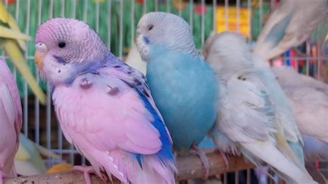 Parakeet, Parrot, Bird. Free Stock Video - Pixabay