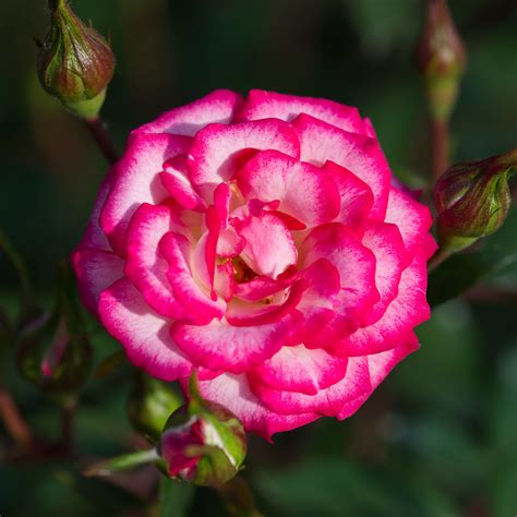 Magic Carousel Portland International Rose Test Garden Todd Ar Flickr