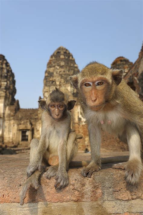 Temple Monkey Photograph By Christian Heeb Fine Art America