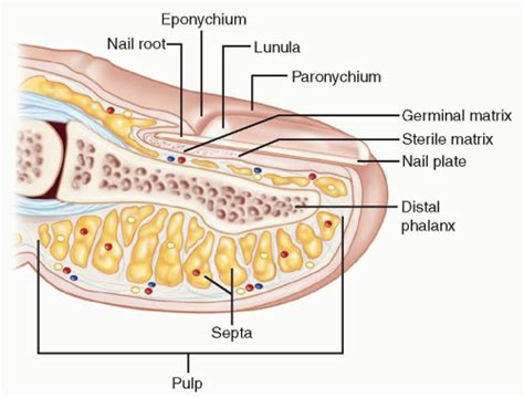 Soft Tissue Coverage Of Fingertip Amputations Musculoskeletal Key