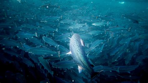 Canada S High Liner Foods Invests 8m In Norwegian Salmon Farmer Fish