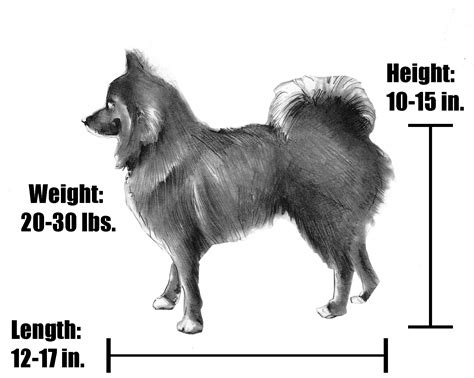 Full Grown Adult Pomsky - The Size Of An Adult Pomsky