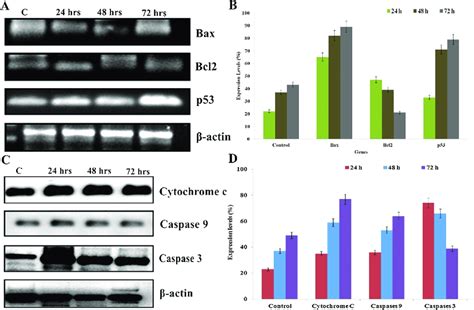 A The Semi Quantitative Rt Pcr Demonstrates The Gene Expression