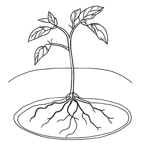 Se muestra un diagrama de una planta de tomate con raíces que lo hacen