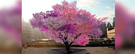 This Magical Tree Produces 40 Different Types Of Fruit Science News