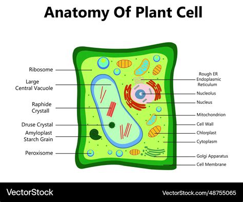 Plant cell structure anatomy infographic diagram Vector Image