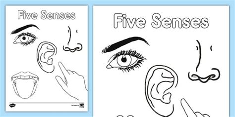 Five Senses Coloring Sheet Twinkl