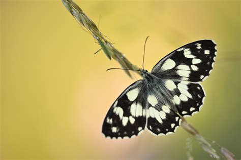 Duo Forum für Naturfotografen