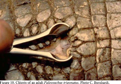 Figure 4 From Genital Structures And Sex Identification In Crocodiles