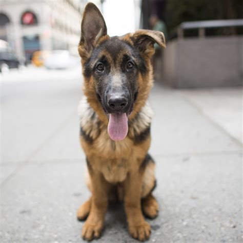 elias friedman the dogist net worth