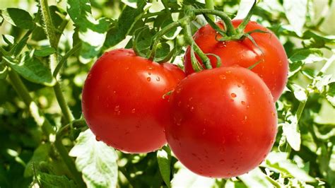 Aprenda Como Plantar Tomate De Forma Eficaz E Simples