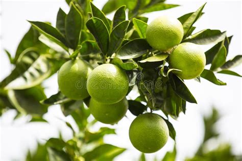 Orange tree with fruits stock photo. Image of ladies - 79384234