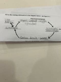 Biology Photosynthesis Flashcards Quizlet