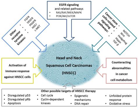 Molecularly Targeted HNSCC Therapy Encyclopedia MDPI