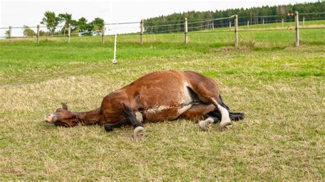 Impaction Colic: - Little Rock Equine Vets