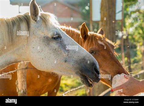 Woman Feeding Two Horses Give Some Foods To Two Horses From Her