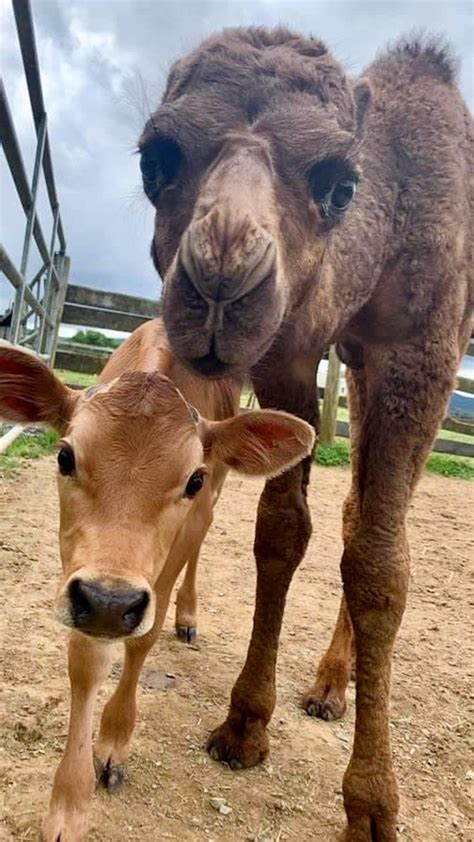 The Dodo On Twitter Baby Rescue Camel Couldn T Make Any Friends