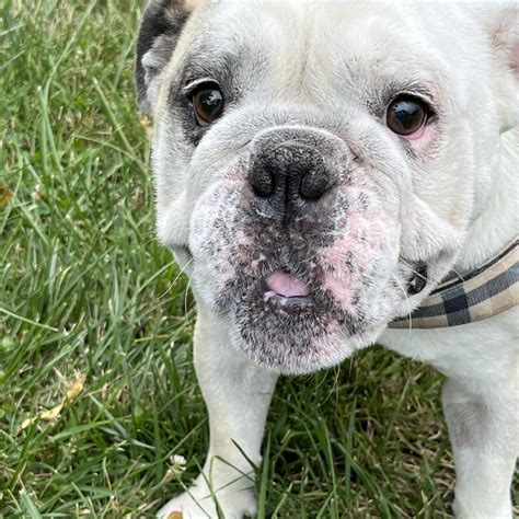 Are All White English Bulldogs Deaf