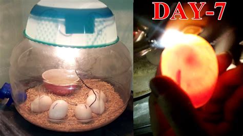 Candling Chicken Eggs Day 7 Egg Rotation In Incubator Day 7 Ashna