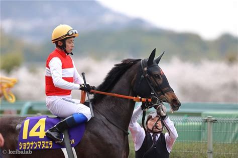 ショウナンマヌエラ Shonan Manuela 競走馬データベース 競馬ラボ