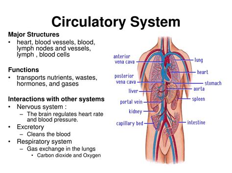 Ppt Human Body Systems Powerpoint Presentation Free Download Id