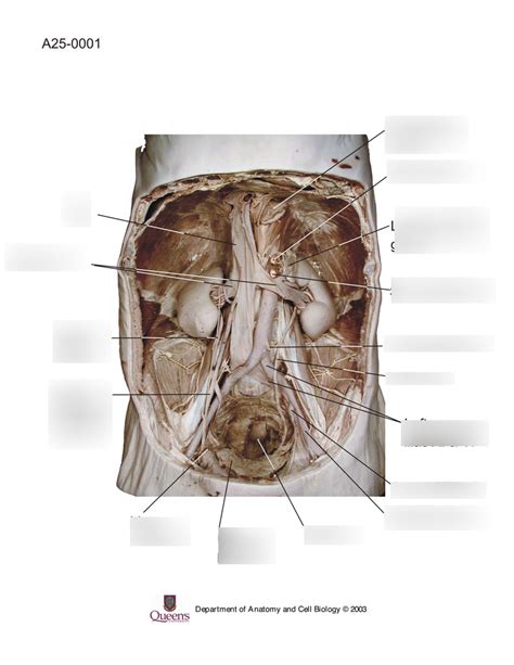 Abdomen Diagram Quizlet