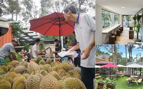 Kebun Durian Balik Pulau Winnie Langley