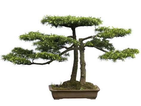 Growing and Caring for a Cedar Bonsai Tree (Cedrus Libani) | Florgeous