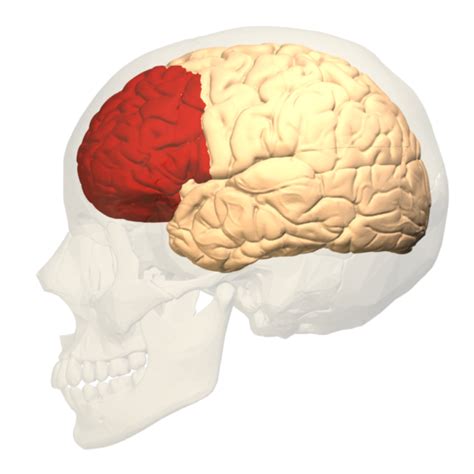 The Main Functions of the Dorsolateral Prefrontal Cortex