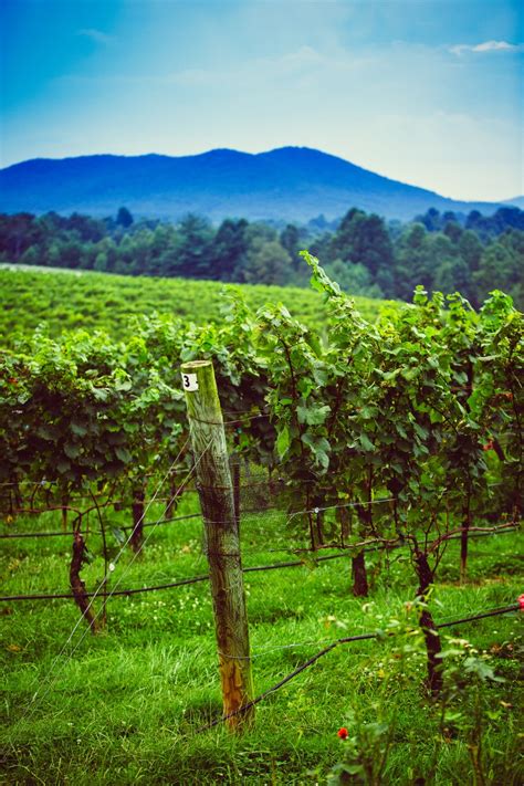 Yadkin Valley Nc Discover Wines Adventure And Mayberry Wander With