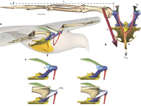 Forelimb Skeleton And Pectoral Girdle Of A Pigeona B Anterolateral