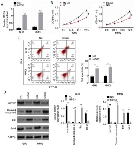 LncRNA MEG3 Inhibits Pituitary Tumor Development By Participating In