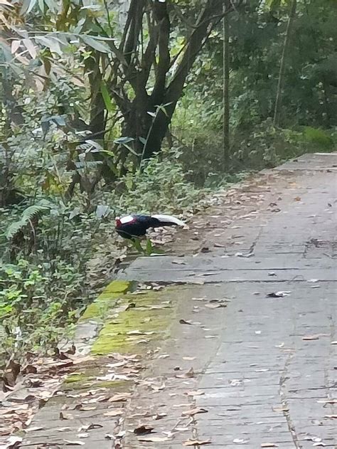 埔里虎頭山鯉魚潭步道藍腹鷴現蹤 民眾驚喜追焦 生活 自由時報電子報