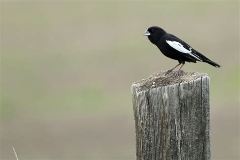 Lark Bunting: a declining prairie nomad - Birds Canada | Oiseaux Canada