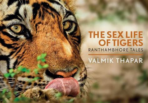 The Sexual World Of The Tiger Has Been Invisible To The World Valmik