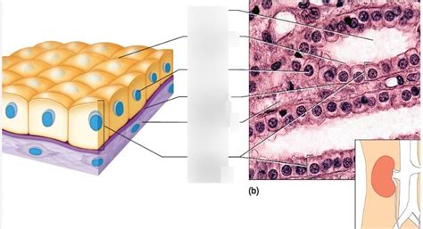 Simple Cuboidal Epithelium Tissue Diagram Quizlet