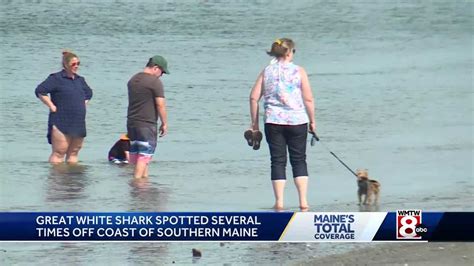 Should recent shark sightings have Mainers on edge?